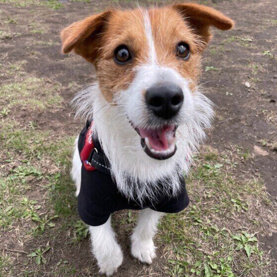 犬の幸せを奪っていない？NGな犬の飼い方 いぬのきもち