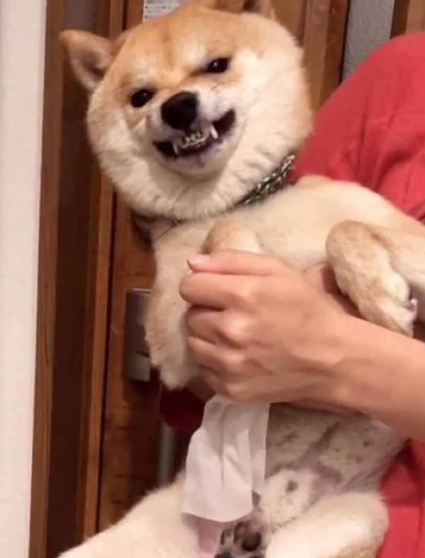 足拭きが嫌いな柴犬