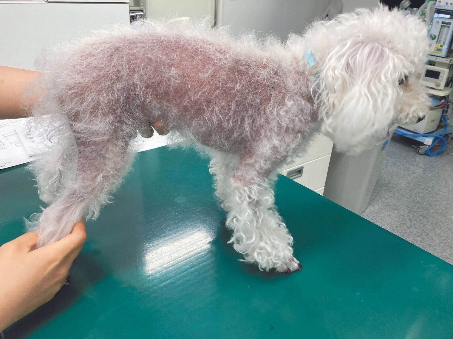 太い毛がなくなり細い毛だけになり、皮膚が黒ずんでいます。治療法は確立されておらず、発毛効果のあるサプリメントなどを試します