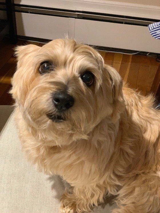 ポーズをとるアーフェンピンシャー