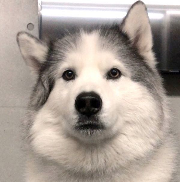 キリッとした表情をするフィスくん