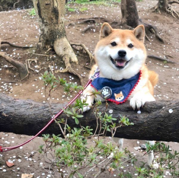 にっこり笑うハナちゃん