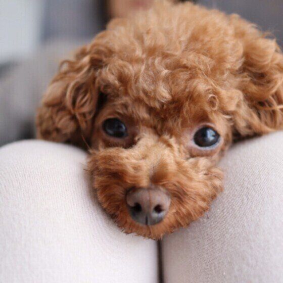 トイ・プードルの小夏ちゃんのひざ乗り