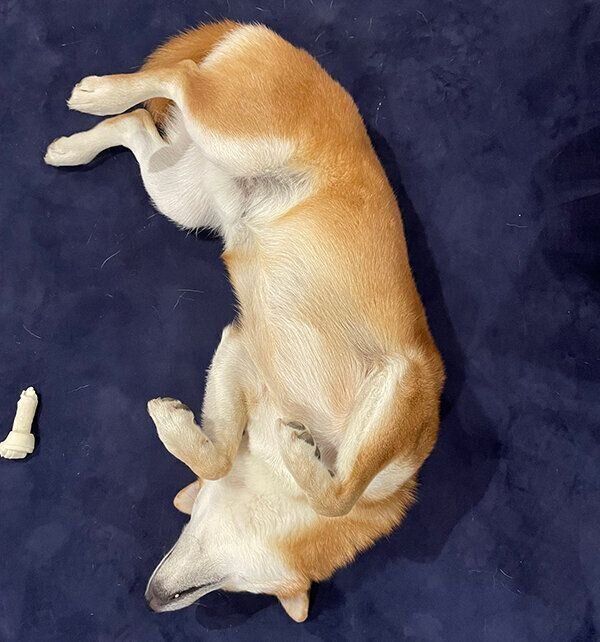 お腹を見せる仁太くん