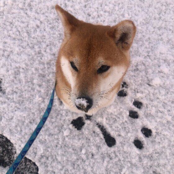 犬の散歩での融雪剤や凍結防止剤による中毒・皮膚炎に注意！ いぬのきもち