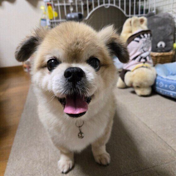 シニア犬は夏から秋に体調を崩しやすい？ 季節の変わり目に犬の体調管理で気をつけること いぬのきもち