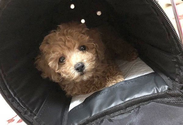 見つめるトイ・プードル