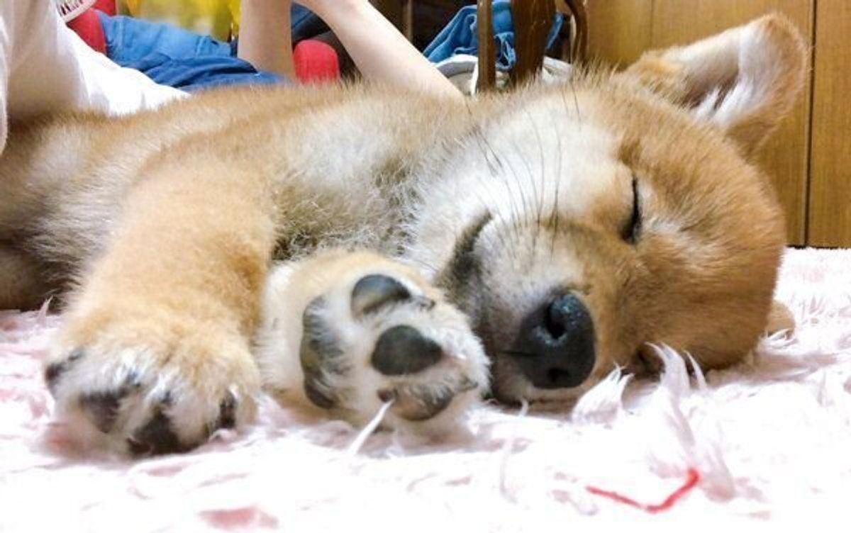 ある願いを込めて 大桜 と名づけられた柴犬の子犬 1才になり 家族を癒す存在に いぬのきもちweb Magazine ある願いを込めて 大桜 と名づけられた柴犬の子犬 1才になり 家族を癒す存在に いぬのきもちweb Magazine