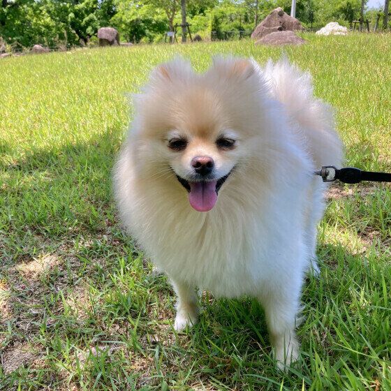 愛犬が暑がっているとき体に水をかけてもOK? 夏の熱中症対策を獣医師に聞いてみた いぬのきもち