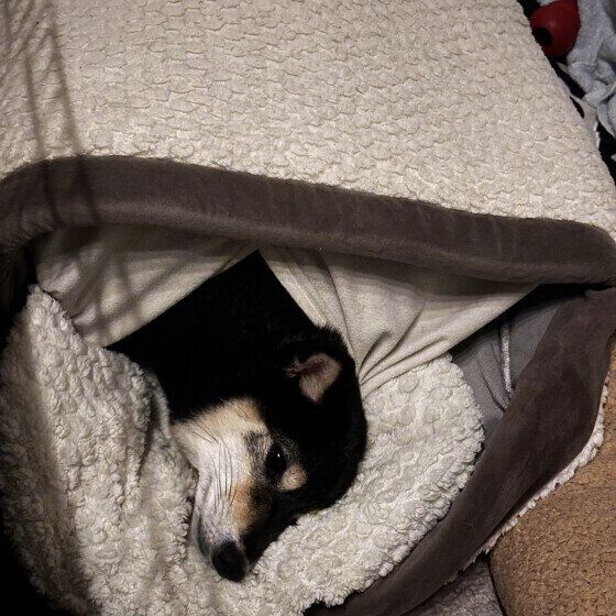 柴　福丸  僕もう寝るね