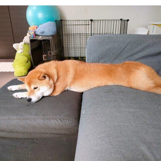 伸びて眠る柴犬