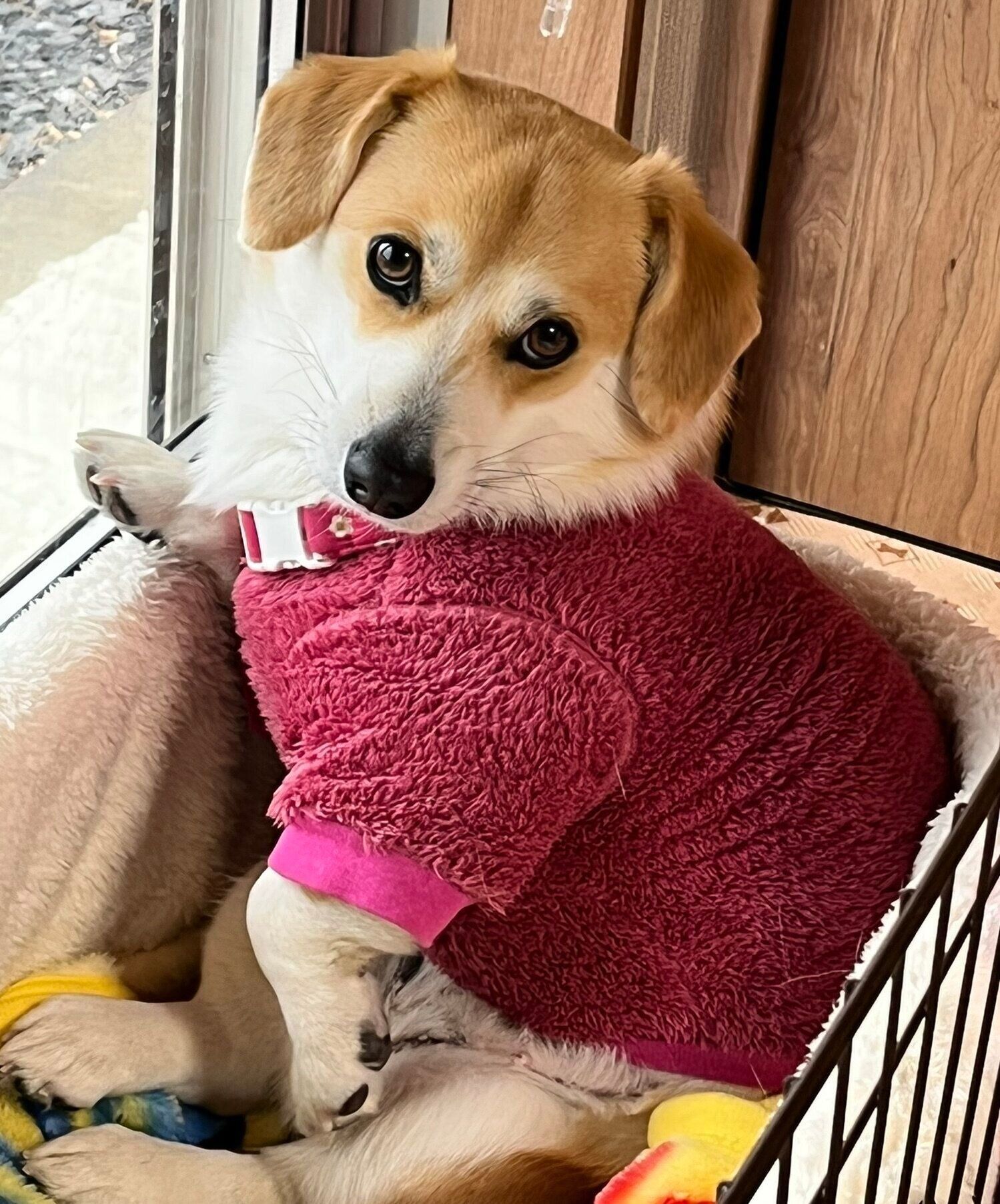 コットの中でくつろぐらんちゃん