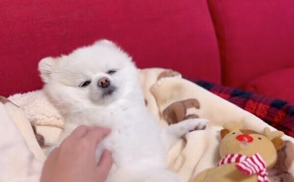 マッサージを堪能するぽんちゃん