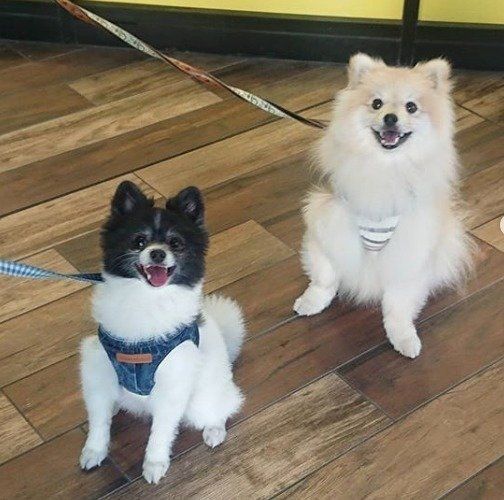 みんなの愛犬の笑顔を見せて 笑顔犬 で検索してみた いぬのきもちweb Magazine