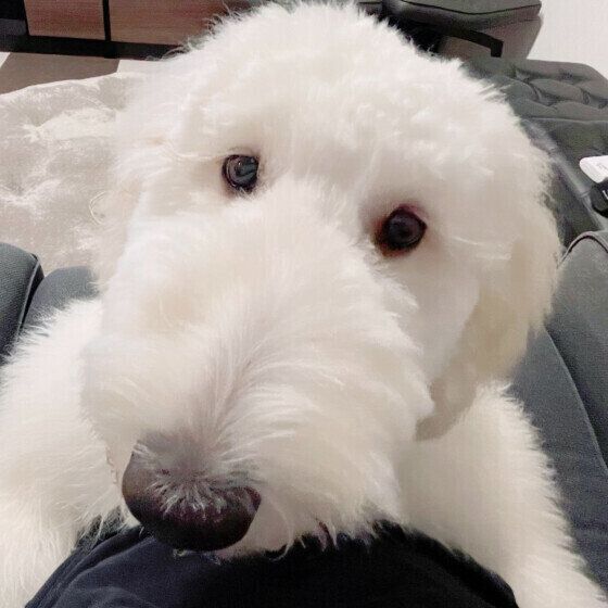 ゴールデンドゥードルのかわいいカメラ目線