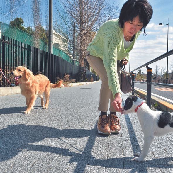 ほかの犬に慣れさせる