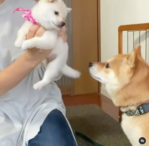 モチ代さんを見つめる豆千代くん