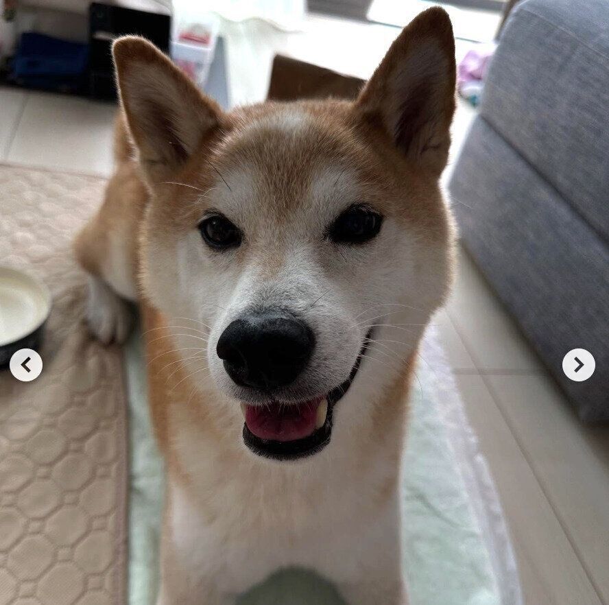 見つめる咲ク太郎くん