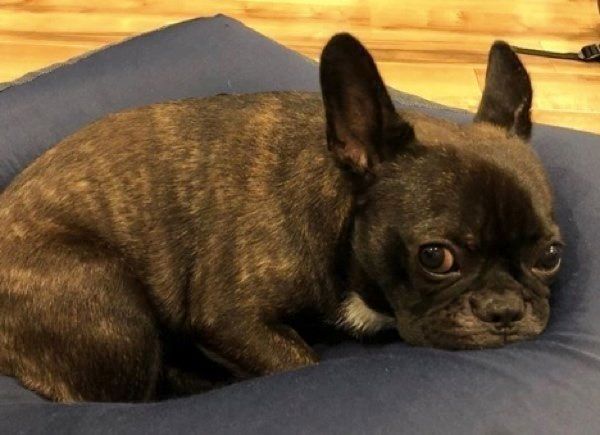 フレンチ・ブルドッグのももちゃん