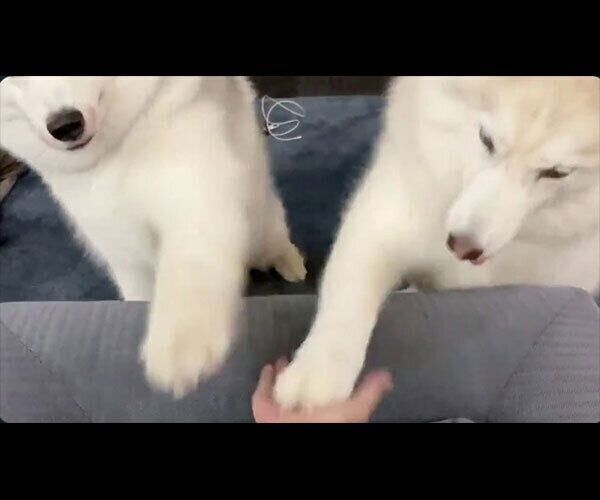 おやつがほしくて、ノールックお手をするフィスくんとグーちゃん