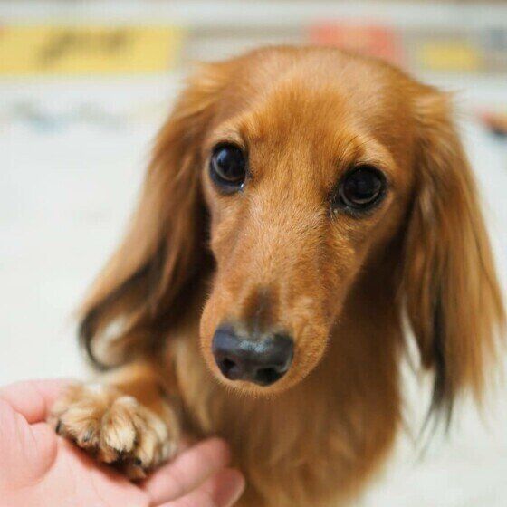 ユリアちゃん（ミニチュア・ダックスフンド）