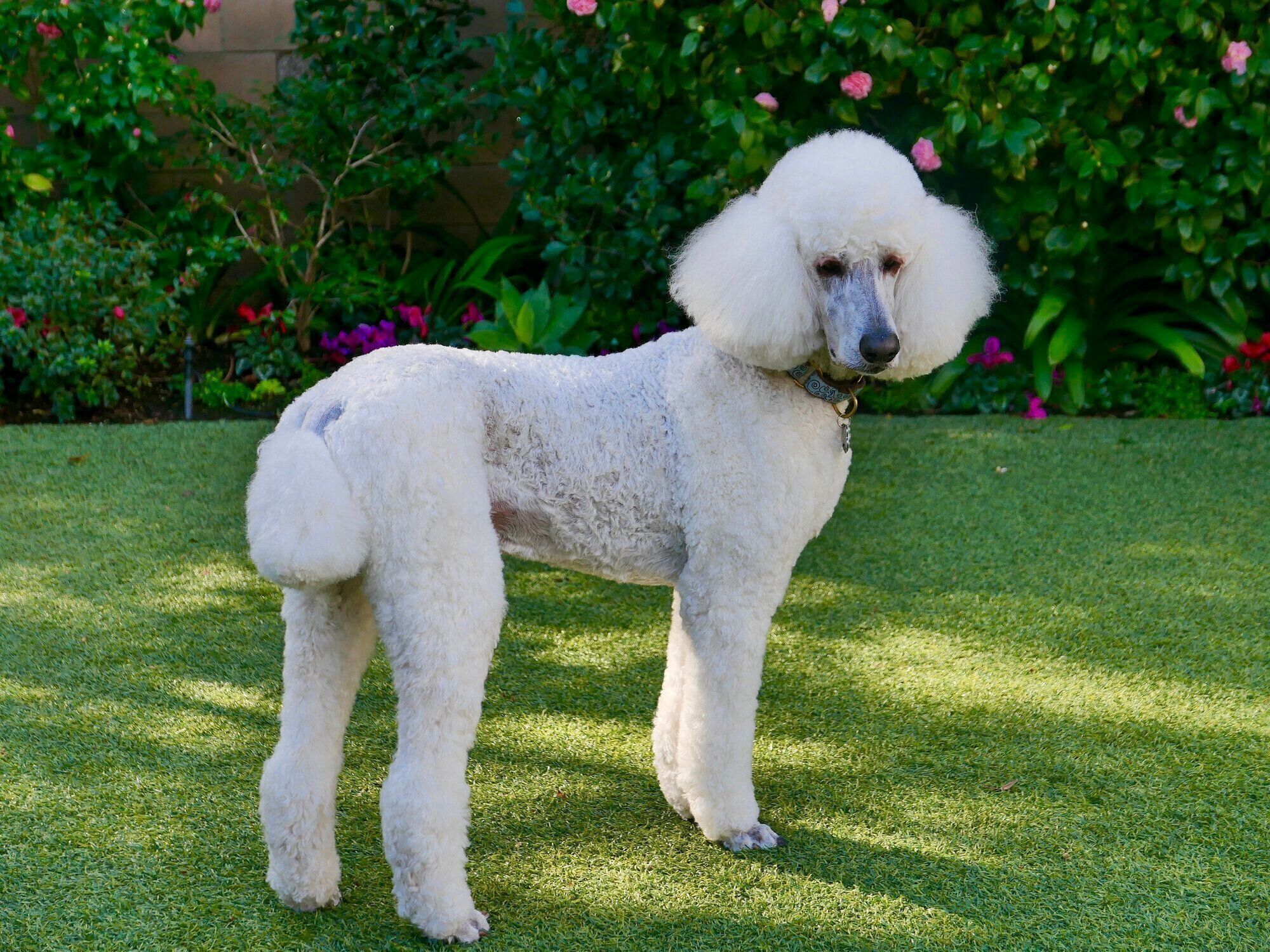 スタンダード・プードル