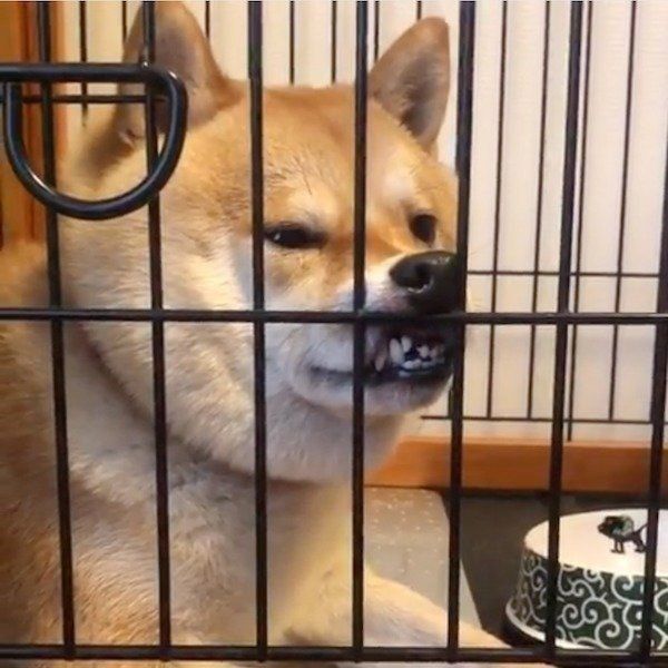 仕事に出る飼い主さんにまさかの反応をする柴犬