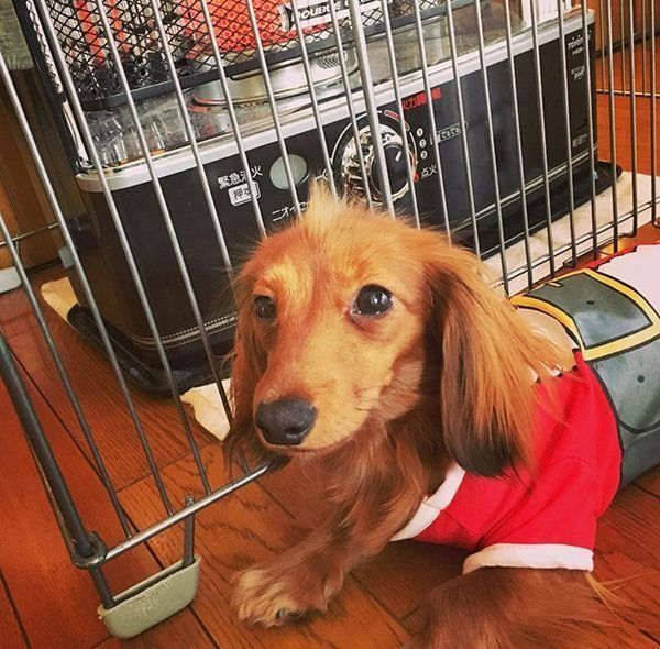 ストーブで温まるカニンヘンダックスフント