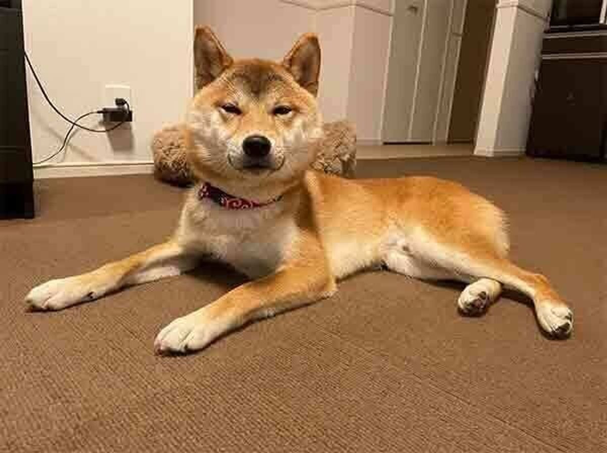 新しいベッドをもらった柴犬が アレンジ をしてかまくら風ベッドに すぐに使いこなし見せたドヤ顔に笑っちゃう いぬのきもちweb Magazine 新しいベッドをもらった柴犬が アレンジ をしてかまくら風ベッドに すぐに使いこなし見せたドヤ顔に笑っちゃう いぬのきもちweb Magazine