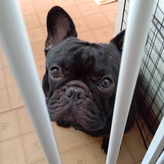 見つめるフレンチ・ブルドッグ