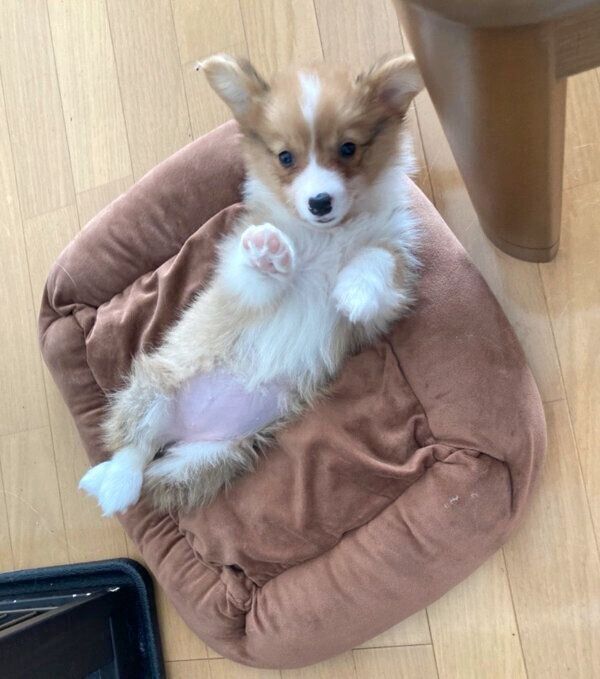 ヘソ天するぺぺちゃん