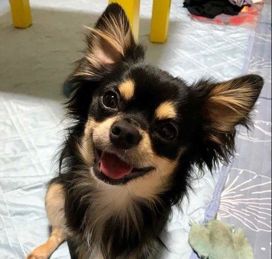 楽しそうなチワワのルイくん！