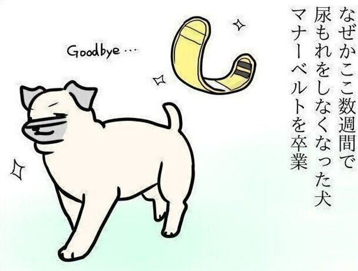 マナーベルトを卒業しためー アン と元気よくお知らせしたこととは 連載 パグ犬 めー Vol 145 いぬのきもちweb Magazine マナーベルトを卒業しためー アン と元気よくお知らせしたこととは 連載 パグ犬 めー Vol 145 いぬのきもちweb Magazine