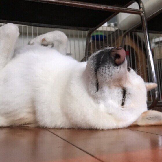 眠る柴犬