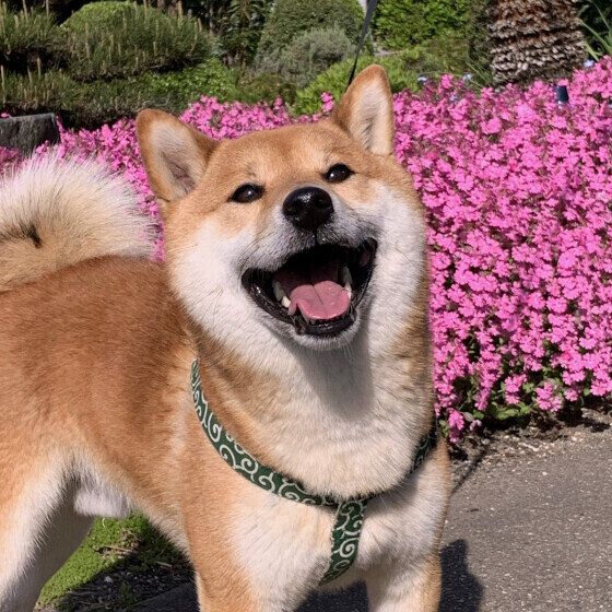 柴犬のぽん太くん