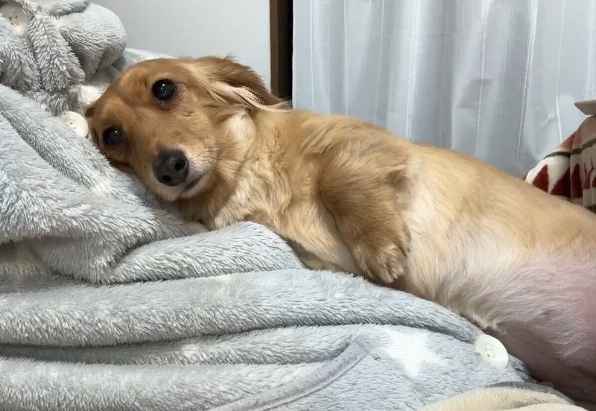 CHOCOちゃんが心から安心している様子が伝わってくる