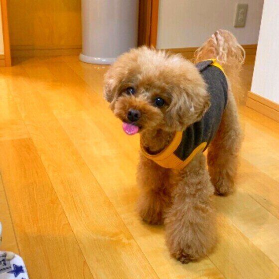 舌を出すトイ・プードル