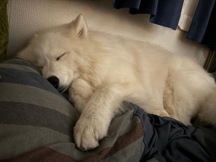 ぐっすり眠るエルちゃん