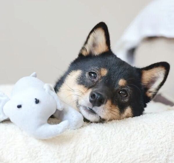 まったりするりんのちゃん