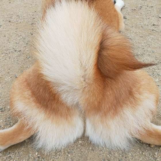 柴犬の永遠くん