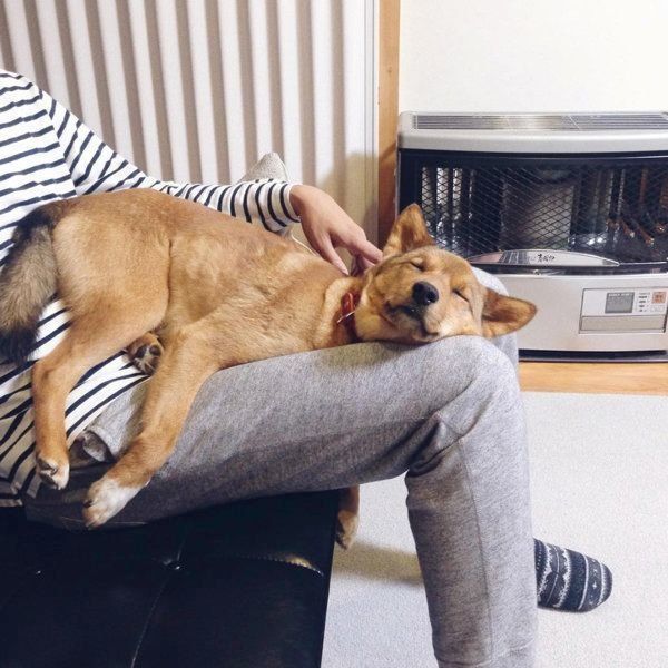 雑種の麦ちゃん