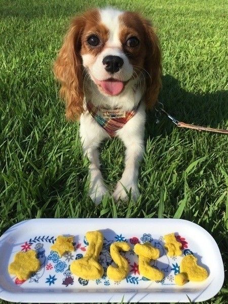 ペット栄養管理士が解説 犬にバナナをあげてok バナナの効果とは いぬのきもちweb Magazine