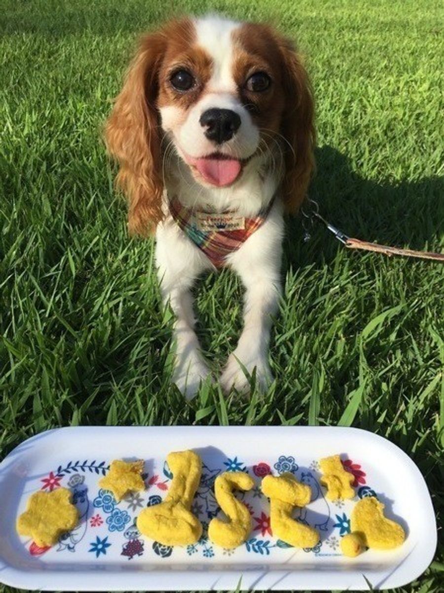 ペット栄養管理士が解説 犬にバナナをあげてok バナナの効果とは いぬのきもちweb Magazine ペット栄養管理士が解説 犬にバナナをあげてok バナナの効果とは いぬのきもちweb Magazine