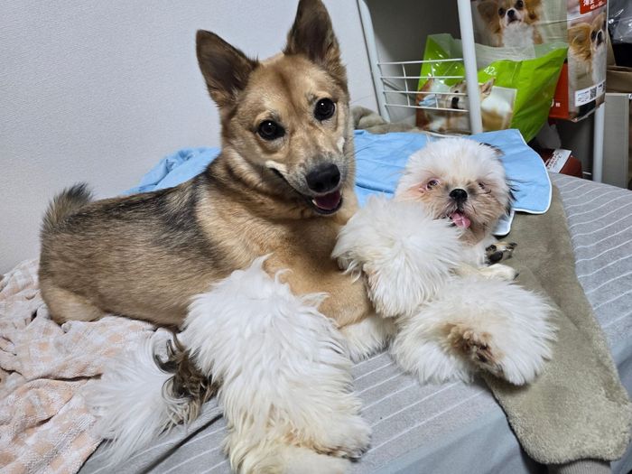 仲良くくっつく犬(写真:左)とシーズー(写真:右)