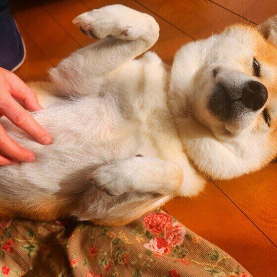 犬とスキンシップをとることが大切な理由とは 愛犬とのふれあいはなぜ必要？ いぬのきもち