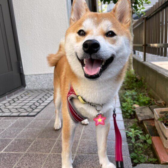 柴のペドロくん