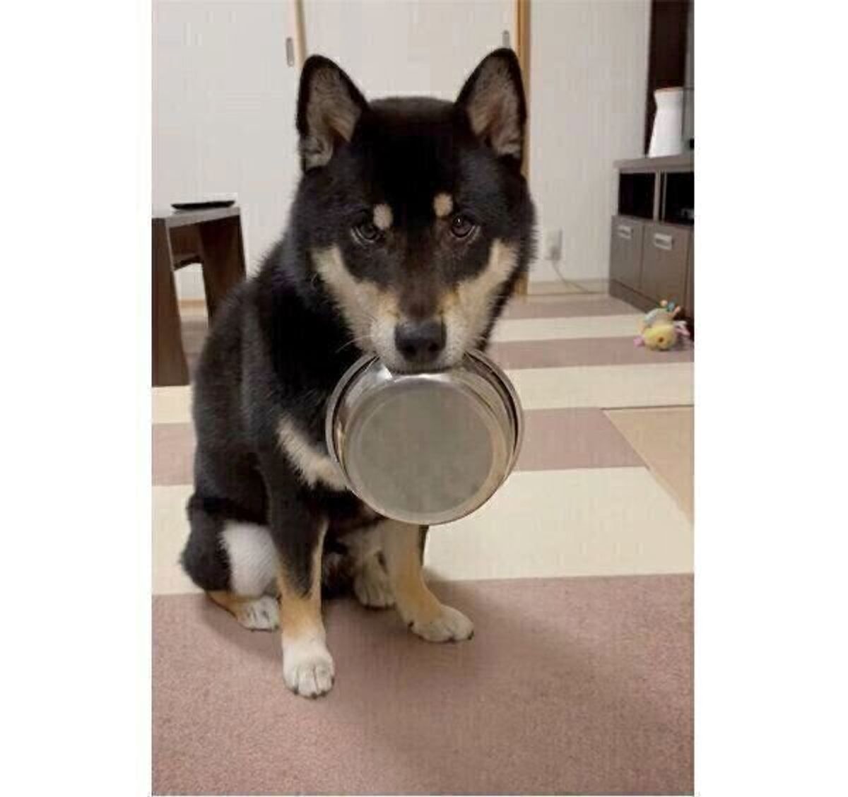 おかわりください と行動で示す お皿をくわえてアピールする犬に見られる特徴とは 獣医師解説 いぬのきもちweb Magazine おかわりください と行動で示す お皿をくわえてアピールする犬に見られる特徴とは 獣医師解説 いぬのきもちweb Magazine