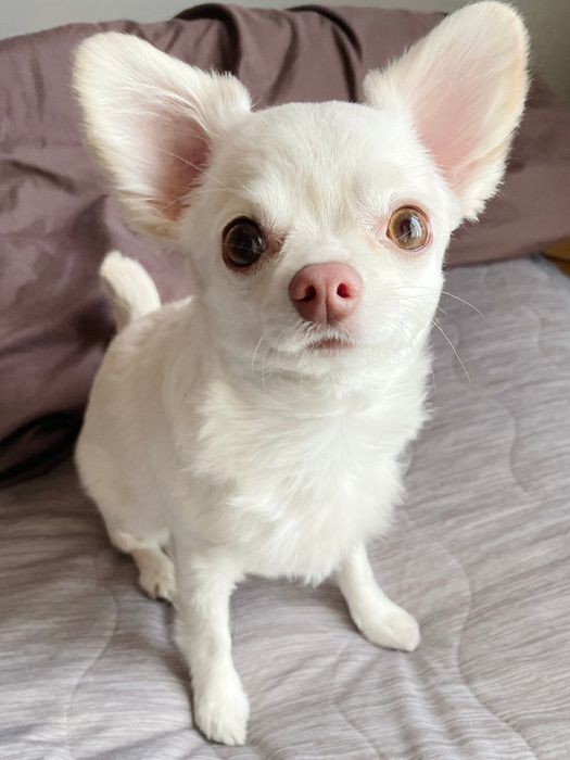 かわいらしい表情をしたはまちちゃん