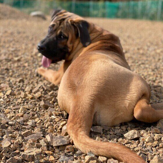 全日本土佐犬全集大鑑　第二編　※ジャンク品※ 希少 全日本土佐犬全集大鑑 昭和52年 - メルカリ