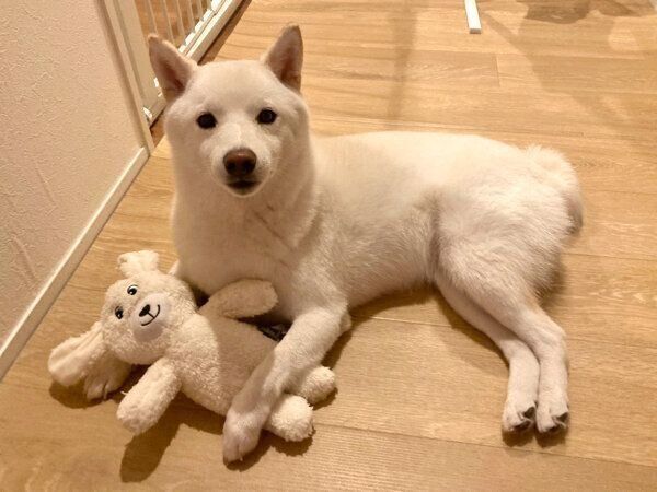 見つめるゆきみちゃん